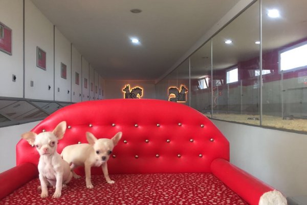  Satılık Chihuahua Yavruları