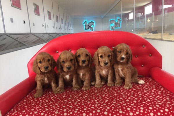  Satılık Cocker Spaniel Yavruları