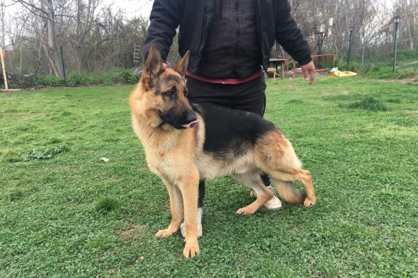  Satılık Eğitimli Alman Kurdu