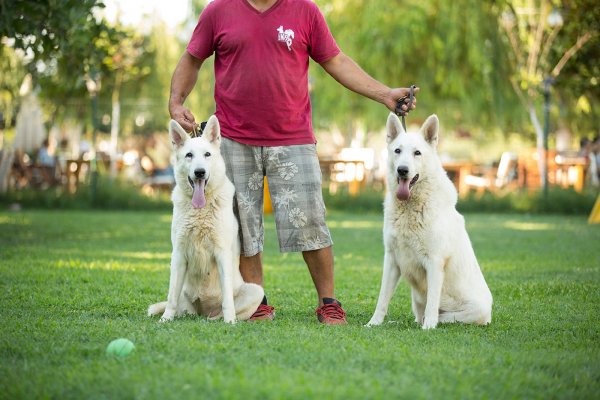  Satılık Eğitimli Beyaz Alman Kurdu