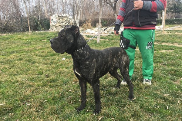  Satılık Eğitimli Cane Corso