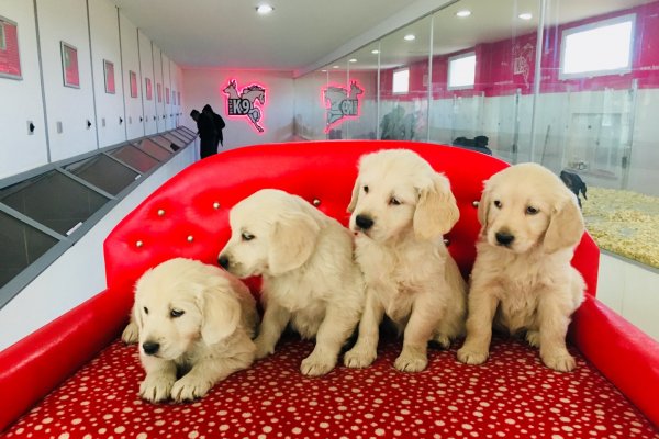  Satılık Golden Retriever Yavruları