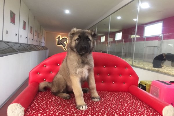 Satılık Kafkas Çoban Köpeği
