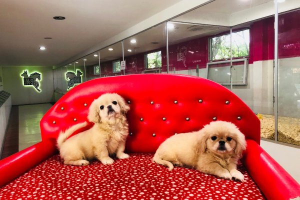  Satılık Pekinez Yavruları