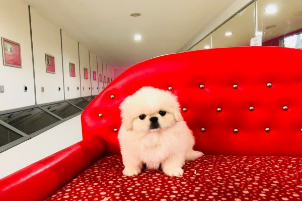  Satılık Pekingese Yavru