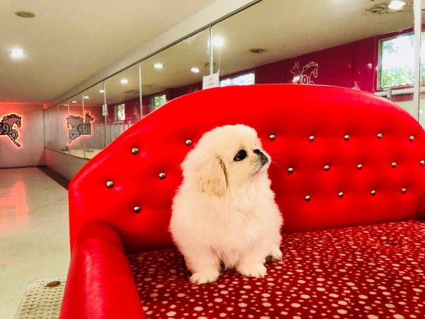 Satılık Pekingese Yavru 