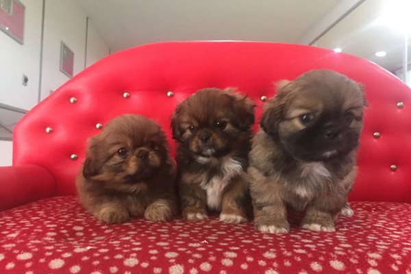  Satılık Pekingese Yavruları