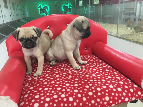 Satılık Pug Mops Yavruları 