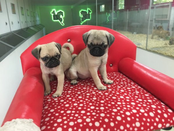 Satılık Pug Mops Yavruları 