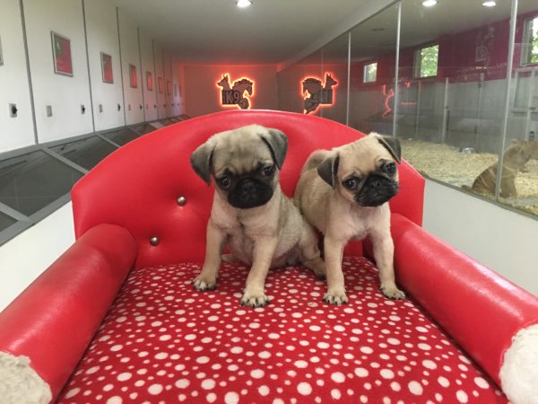 Satılık Pug Mops Yavruları 