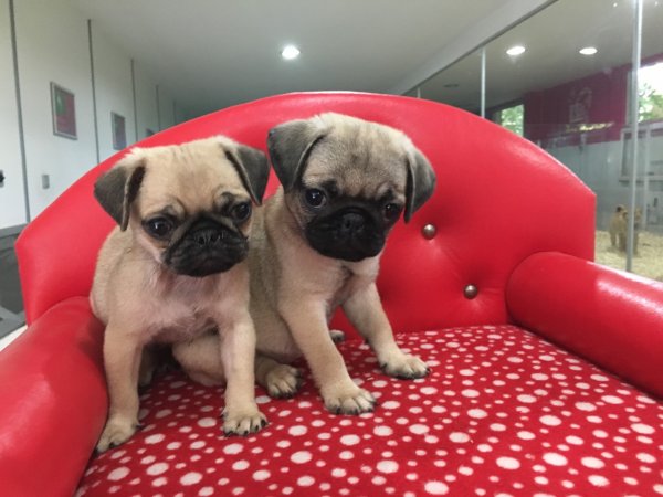 Satılık Pug Mops Yavruları 