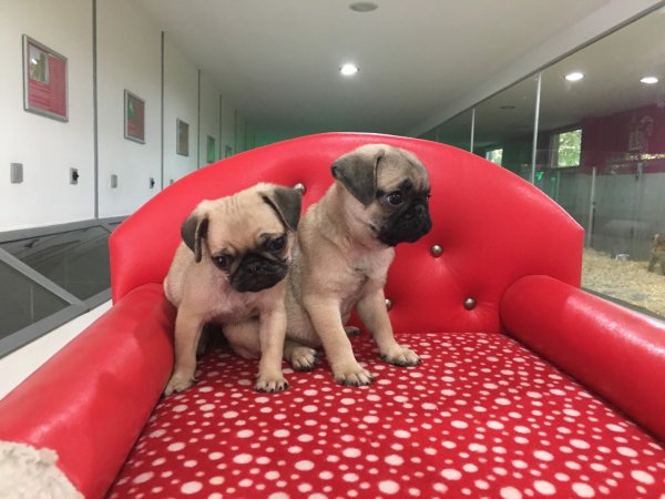 Satılık Pug Mops Yavruları 