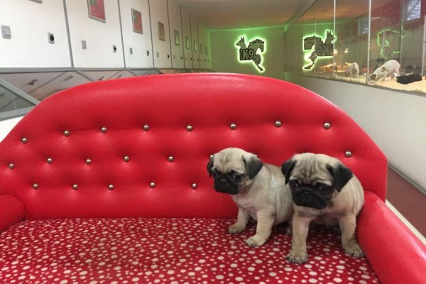  Satılık Pug ( mops ) Yavruları