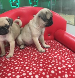 Satılık Pug Mops Yavruları