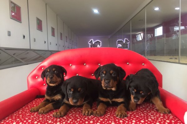  Satılık Rottweiler Yavruları