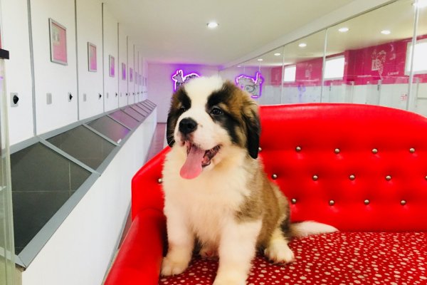  Satılık Saint Bernard Yavru