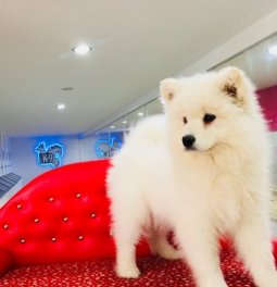 Satılık Samoyed Yavru Köpek