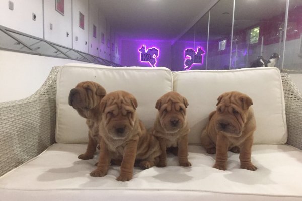  Satılık Sharpei Yavruları
