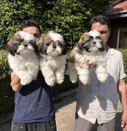  Satılık Shih Tzu Yavrularımız