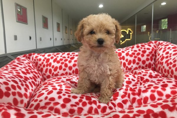  Satılık Toy Poodle Yavruları