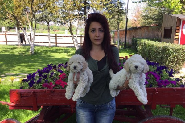  Satılık Toy Poodle Yavruları