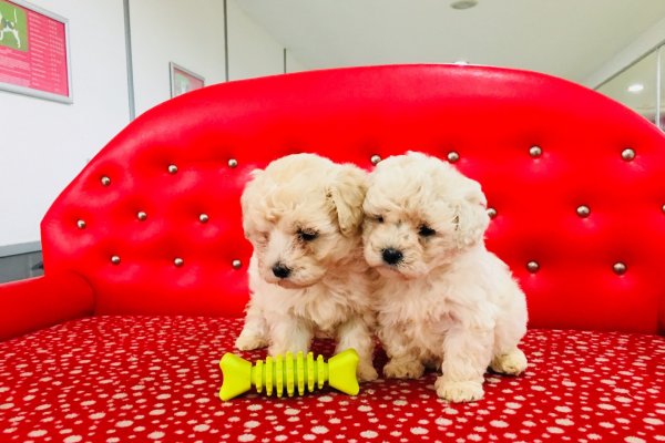  Satılık Toy Poodle Yavruları