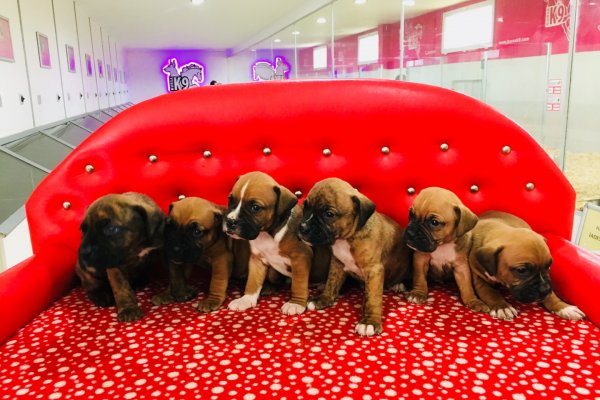  Satılık Yavru Boxer Köpeklerimiz