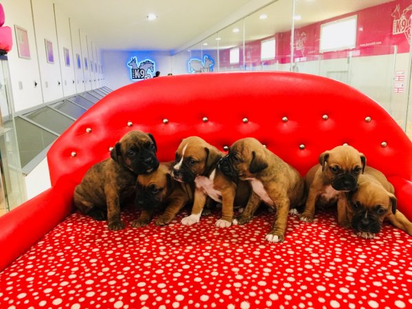 Satılık Yavru Boxer Köpeklerimiz 