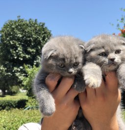  Scottish Fold Yavrularımız