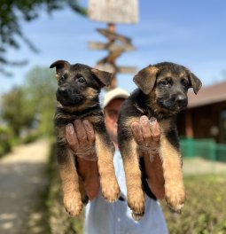 Secere Belgeli Alman Çoban Köpeği Yavruları