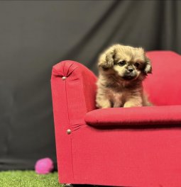 Sevimli Pekingese Yavrumuz