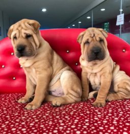 Shar Pei Yavruları