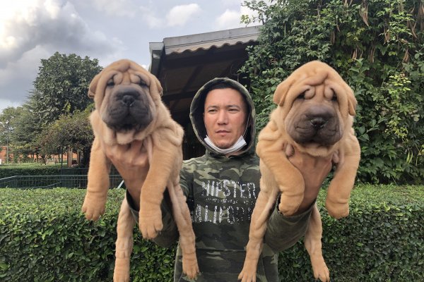 Shar-pei Yavrularımız
