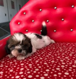 Shih Tzu Yavru