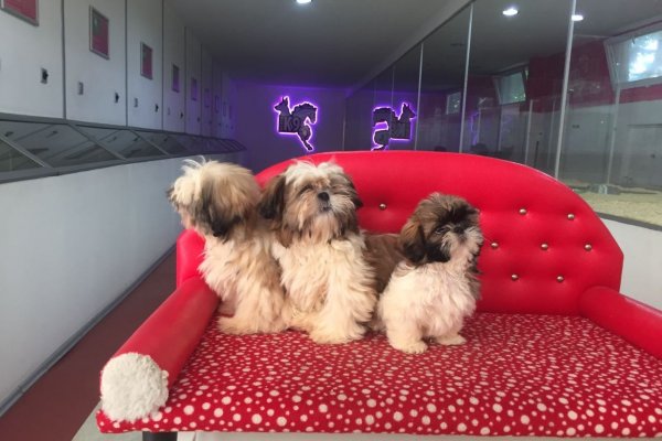  Shih Tzu Yavruları