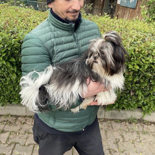 Shih Tzu Yavrumuz 