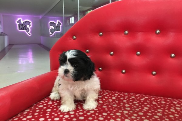  Shih Tzu Yavrumuz