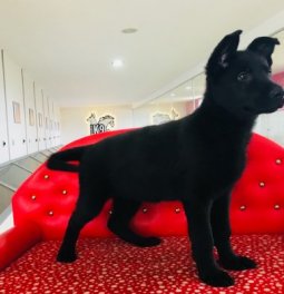 Siyah Alman Kurdu Yavruları