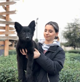  Siyah Alman Kurdu Yavrularımız