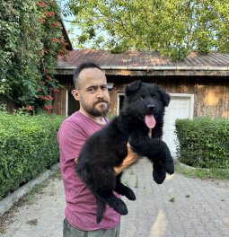  Siyah Alman Kurdu Yavrularımız