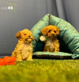 Toy Poodle Yavru Köpeklerimiz