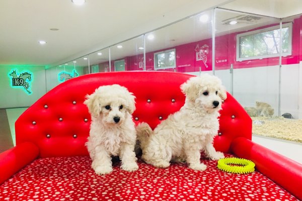  Toy Poodle Yavruları