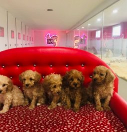 Toy Poodle Yavruları
