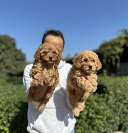 Toy Poodle Yavrularımız