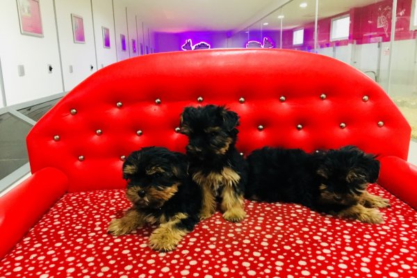  Yorkshire Terrier Yavruları