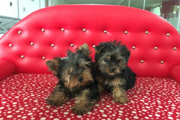  Yorkshire Terrier Yavruları