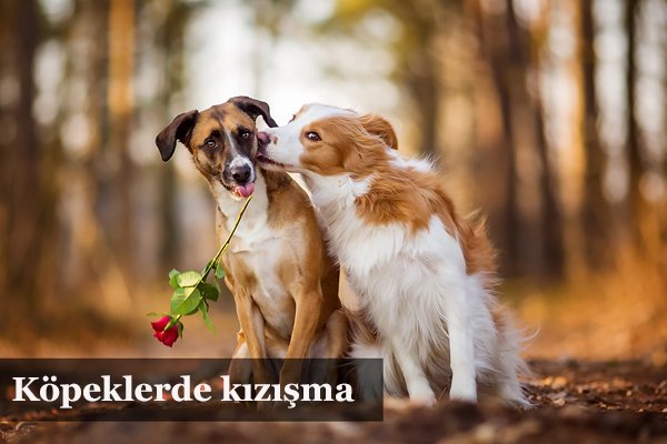 Clubk9