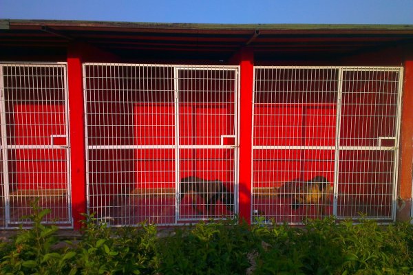Köpek Pansiyonu